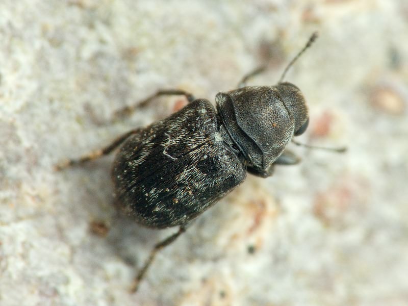 Rhaphitropis marchica (Herbst, 1797)